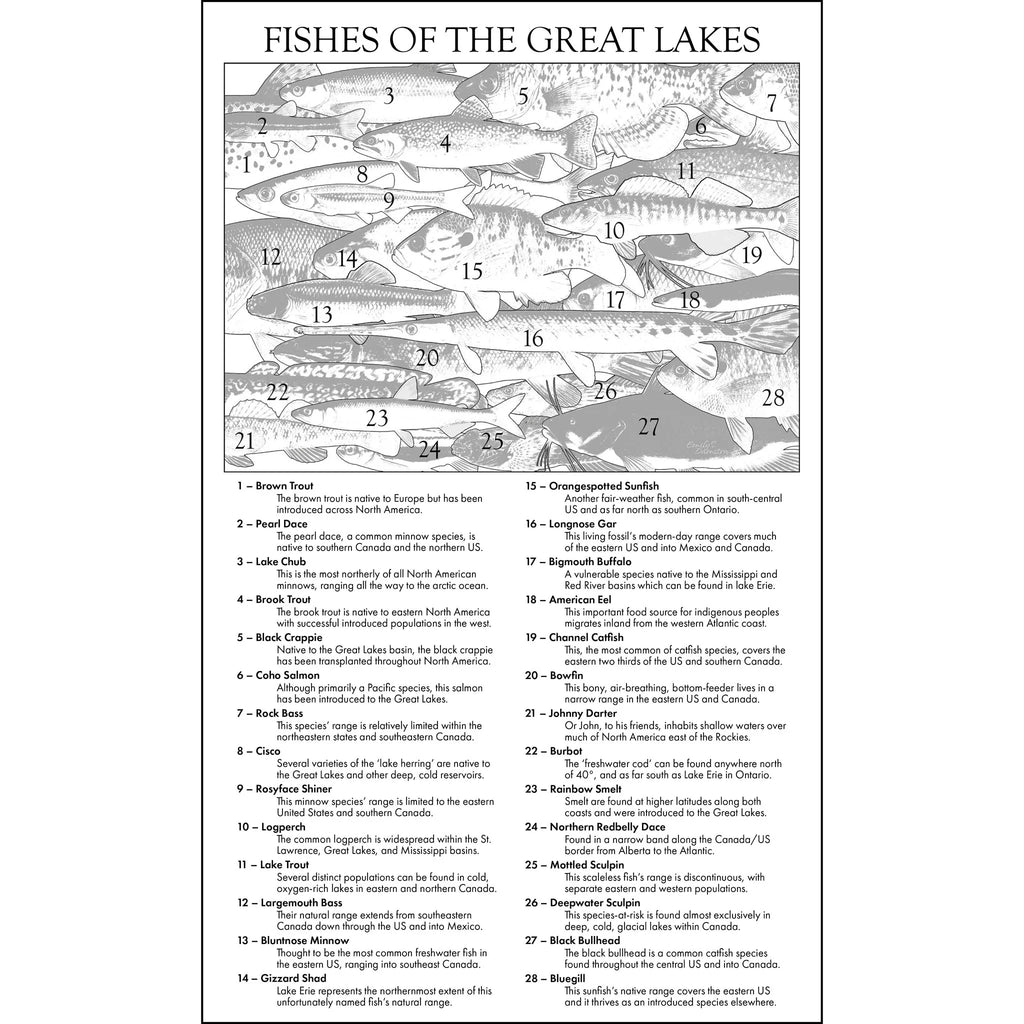 graphic of fish with numbers associated to a list of matching names beneath