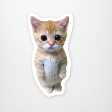 Load image into Gallery viewer, cute beige and white kitty with big eyes standing on its hind legs
