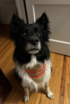 Back In Service Pets Dog Bandana