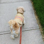 Back In Service Pets Dog Coat