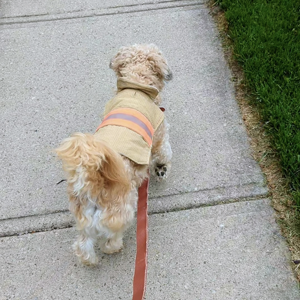 Back In Service Pets Dog Coat