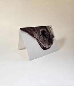 Horse's nose up-close Animal Print Greeting Cards