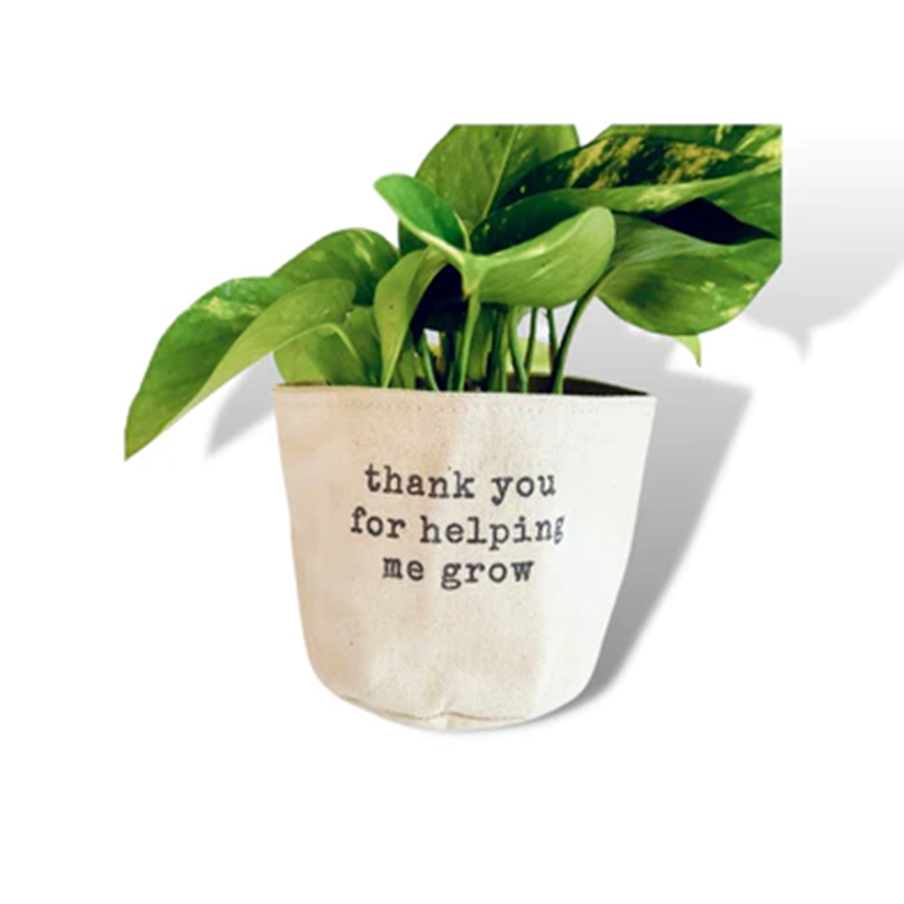 Leaf & Root pot cover 6" / thank-you for helping me grow Canvas Plant Pot Covers