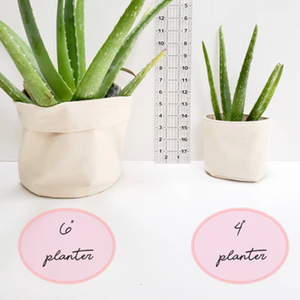 a ruler, two aloe plants in two different sized cloth pot covers & print showing sizes