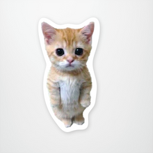 Load image into Gallery viewer, Sticker You sticker Standing Kitty Meme Fun Vinyl Stickers By Sticker You
