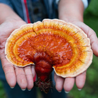 Yemaya Health & Beauty Reishi Moisturizer - Yemaya Natural Products