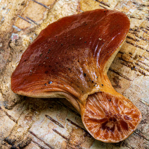 Yemaya Health & Beauty Reishi Moisturizer - Yemaya Natural Products