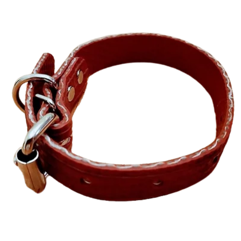 red collar buckled up - side view